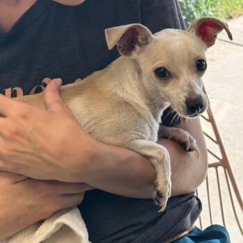 Rescue Chihuahua Dogs for Adoption in Abilene, Texas - Chivi | PetCurious