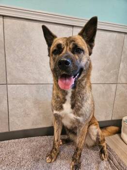 Belgian Shepherd Malinois and Akita Dogs Available for Adoption in Hummelstown, Pennsylvania - Ari | PetCurious
