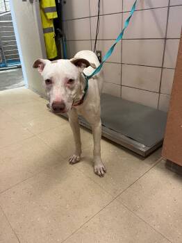 Rescue Terrier and Mixed Breed Dogs for Adoption in Bossier City, Louisiana - Remi | PetCurious