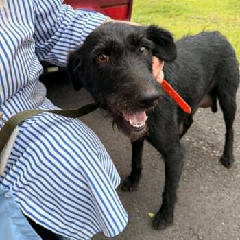 Terrier and Black Labrador Retriever Dogs Available for Adoption in Eastford, Connecticut - CT Lettuce | PetCurious
