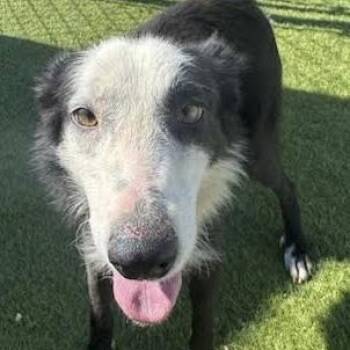 Cider -  Border Collie Dog for Adoption in Agua Dulce, California - Cider | PetCurious