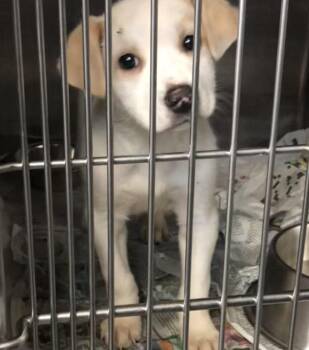 Mixed Breed Dogs Available for Adoption in Parma, Ohio - Thistle | PetCurious