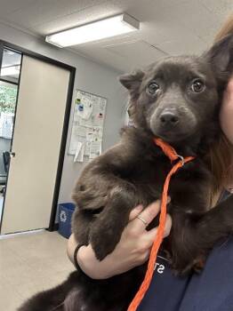 PAULIE -  Schipperke and Mixed Breed Dog for Adoption in Kent, Washington - PAULIE | PetCurious
