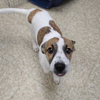 Hershey -  Jack Russell Terrier and Mixed Breed Dog for Adoption in Milan, Illinois - Hershey | PetCurious