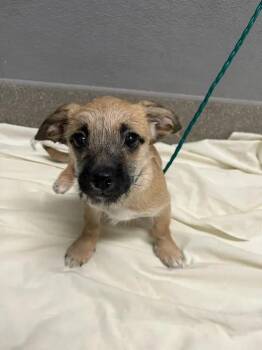 MOLLY -  Terrier Dog for Adoption in Las Vegas, Nevada - MOLLY | PetCurious