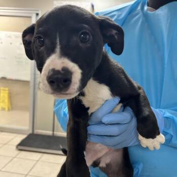 Pit Bull Terrier Dogs Available for Adoption in Birmingham, Alabama - Gatsby | PetCurious