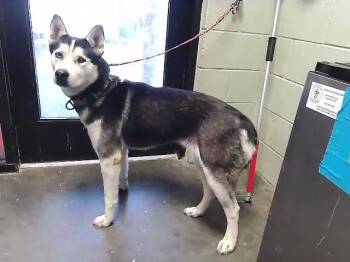 Husky Dogs Available for Adoption in Tulsa, Oklahoma - KAMILA | PetCurious