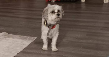 Rescue Shih Tzu Dogs for Adoption in Fort Lupton, Colorado - Patches | PetCurious