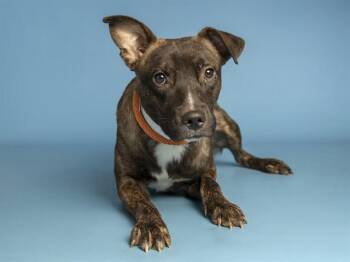 STRIPES -  Pit Bull Terrier Dog for Adoption in Phoenix, Arizona - STRIPES | PetCurious