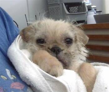 Mixed Breed Dogs Available for Adoption - ANYA | PetCurious