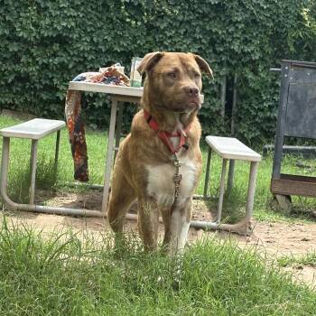 Gibby -  Chesapeake Bay Retriever and Mixed Breed Dog for Adoption in Austin, Texas - Gibby | PetCurious
