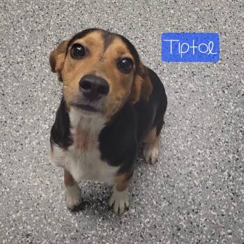 Beagle Dogs Available for Adoption in Parkersburg, West Virginia - Tip | PetCurious