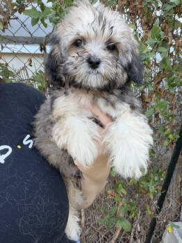 Rescue Shih Tzu Dogs for Adoption in Moreno Valley, California - Mark | PetCurious
