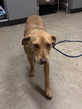 Labrador Retriever and Mixed Breed Dogs Available for Adoption - 26-132 | PetCurious