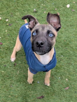 Rescue Belgian Shepherd Malinois Dogs for Adoption in Calhoun, Georgia - Frehley | PetCurious