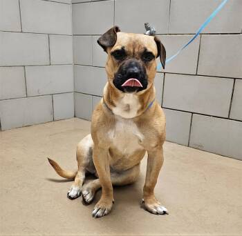 Mixed Breed Dogs Available for Adoption - Widget | PetCurious