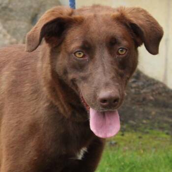 Sissy -  Chocolate Labrador Retriever Dog for Adoption in Eaton, Ohio - Sissy | PetCurious