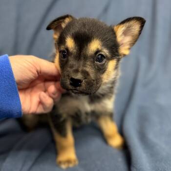 Rescue Border Collie and American Eskimo Dog Dogs for Adoption in Pinson, Tennessee - Tommy | PetCurious