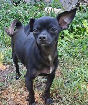 Zeke -  Chihuahua Dog for Adoption in Ooltewah, Tennessee - Zeke | PetCurious