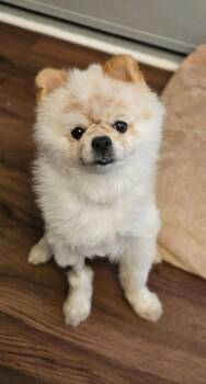 Pomeranian Dogs Available for Adoption in Lebanon, Pennsylvania - Wilbur | PetCurious