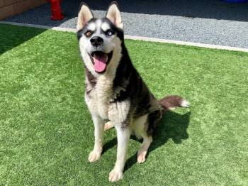 Siberian Husky Dogs Available for Adoption in San Marcos, California - URGENT SAVE ME PLEASE Horatio A549844 | PetCurious