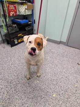 Terrier Dogs Available for Adoption - Francis | PetCurious