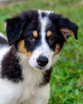 Rescue Great Pyrenees Dogs for Adoption in Nashville, Tennessee - Juniper | PetCurious