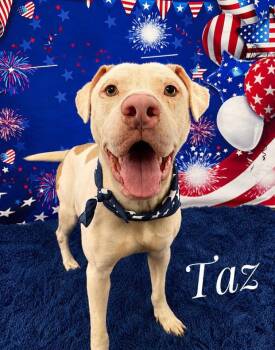 Mixed Breed Dogs Available for Adoption in Flint, Michigan - Taz | PetCurious
