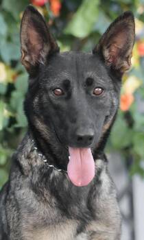Jasmine von Jameln -  German Shepherd Dog Dog for Adoption in Los Angeles, California - Jasmine Von Jameln | PetCurious