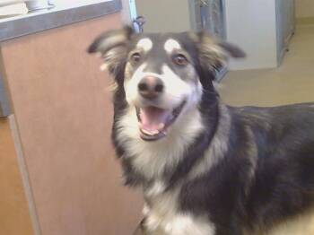 BAGEL -  Saluki and Siberian Husky Dog for Adoption in Sacramento, California - BAGEL | PetCurious