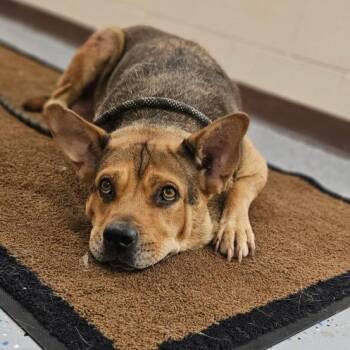 Sadie G -  Shepherd and Mixed Breed Dog for Adoption in Fairfax, Virginia - Sadie G | PetCurious