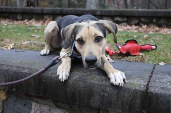 Rescue Mixed Breed and Bloodhound Dogs for Adoption in Glen Rock, New Jersey - Ryker | PetCurious