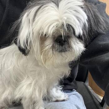 Mixed Breed Dogs Available for Adoption - Jolene | PetCurious