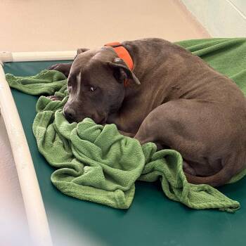 Ash -  Pit Bull Terrier Dog for Adoption in Newark, New Jersey - Ash | PetCurious