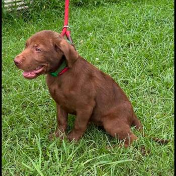Tod -  Mixed Breed and Chocolate Labrador Retriever Dog for Adoption in Buffalo, Minnesota - Tod | PetCurious