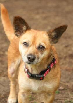 Andromeda 62608 -  Chihuahua and Mixed Breed Dog for Adoption in Aiken, South Carolina - Andromeda 62608 | PetCurious