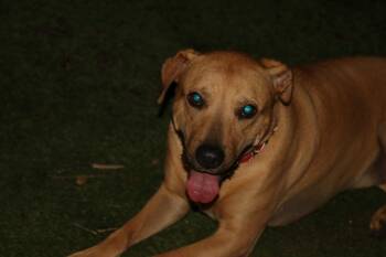 Rescue Black Mouth Cur and Hound Dogs for Adoption in Dallas, Texas - Peach | PetCurious