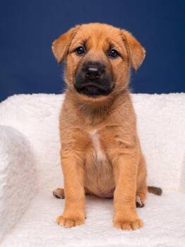 Mastiff and Wirehaired Pointing Griffon Dogs Available for Adoption in Palo Alto, California - Myth: Sasquatch | PetCurious