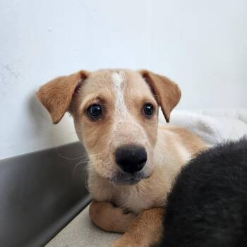 George -  Rottweiler and Australian Shepherd Dog for Adoption in Warwick, Rhode Island - George | PetCurious