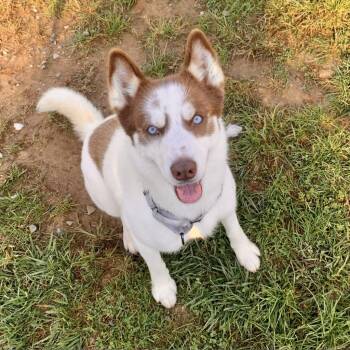 Rescue Husky Dogs for Adoption in Harrisonburg, Virginia - Calypso | PetCurious