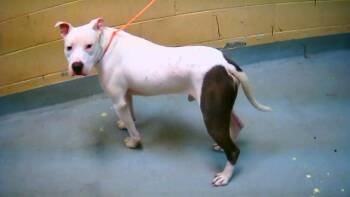 Pit Bull Terrier Dogs Available for Adoption in Tulsa, Oklahoma - LIONEL | PetCurious