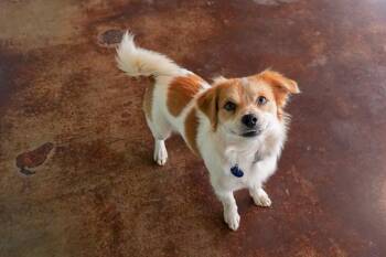 Papillon Dogs Available for Adoption - Lovey | PetCurious