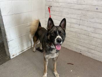 Rescue German Shepherd Dog and Siberian Husky Dogs for Adoption in San Bernardino, California - MAZAPAN | PetCurious