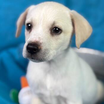 Riddler -  Labrador Retriever and Chihuahua Dog for Adoption in Hondo, Texas - Riddler | PetCurious