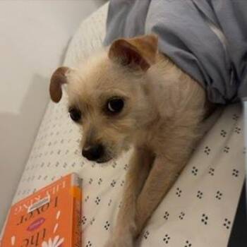 Lucy -  Terrier and Mixed Breed Dog for Adoption in Charlottesville, Virginia - Lucy | PetCurious