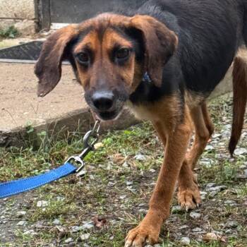 Rescue Hound and Mixed Breed Dogs for Adoption in Troy, Virginia - Dawn | PetCurious