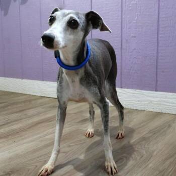 Italian Greyhound Dogs Available for Adoption - Rosie | PetCurious