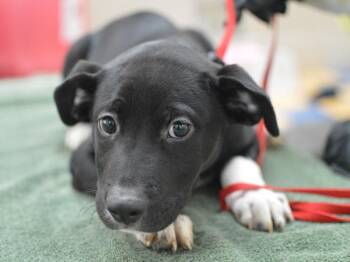 Kyle -  Pit Bull Terrier Dog for Adoption in Portland, Oregon - Kyle | PetCurious
