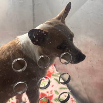 Mixed Breed Dogs Available for Adoption - Javier Escuella | PetCurious