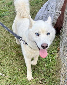 Rescue Husky and Siberian Husky Dogs for Adoption in Waldron, Arkansas - Yeti | PetCurious